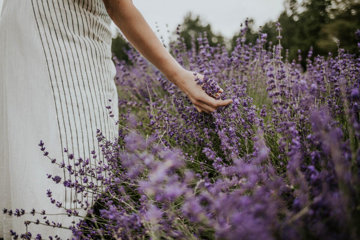 Tuscan Farm Gardens Lavender field at Tuscan Farm Gardens